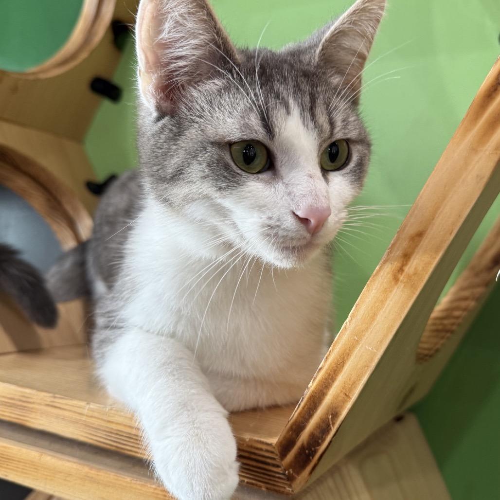Enlarge Clark May, a Adoptable Domestic Short Hair in Woodstock, VA image 3/6
