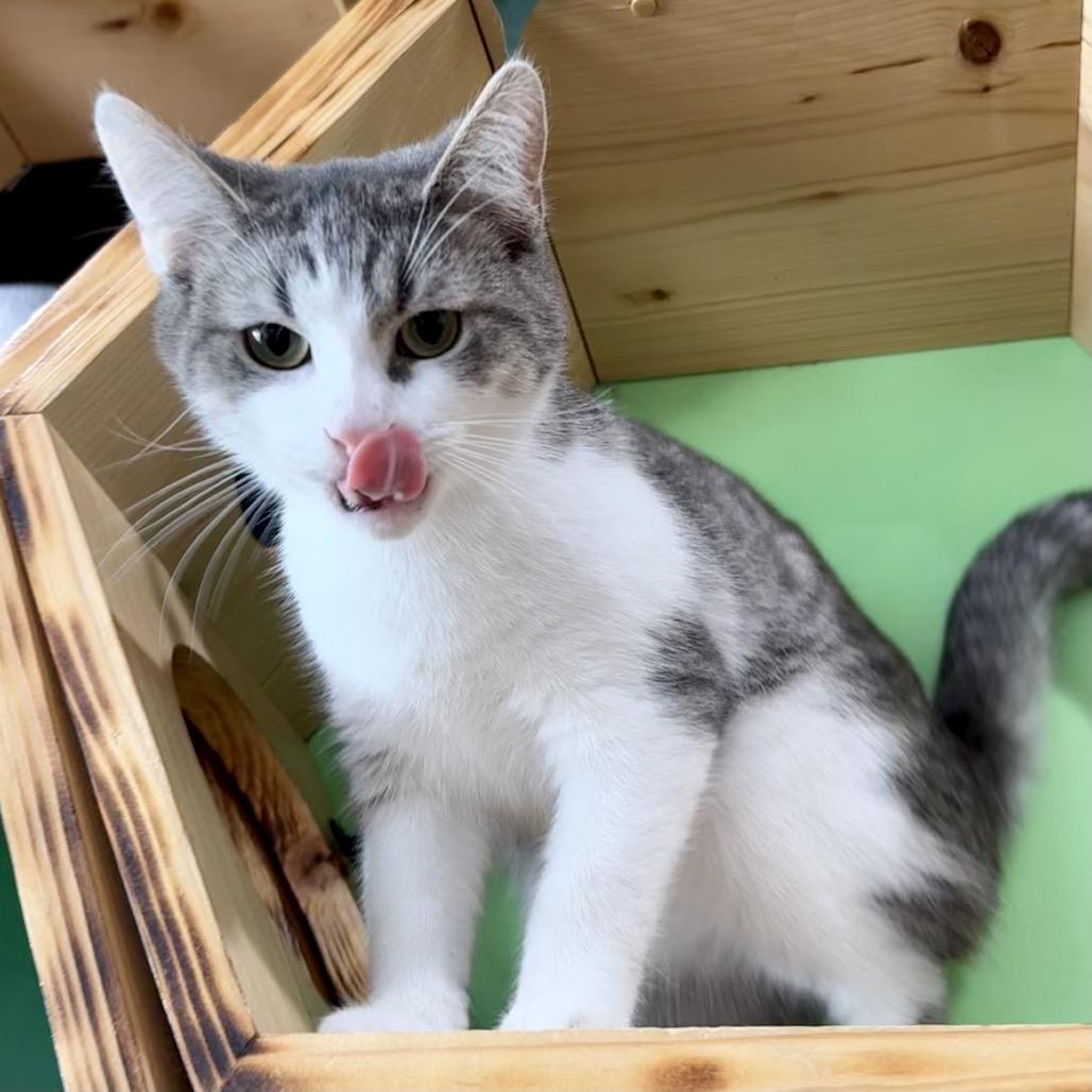 Enlarge Clark May, a Adoptable Domestic Short Hair in Woodstock, VA image 4/6