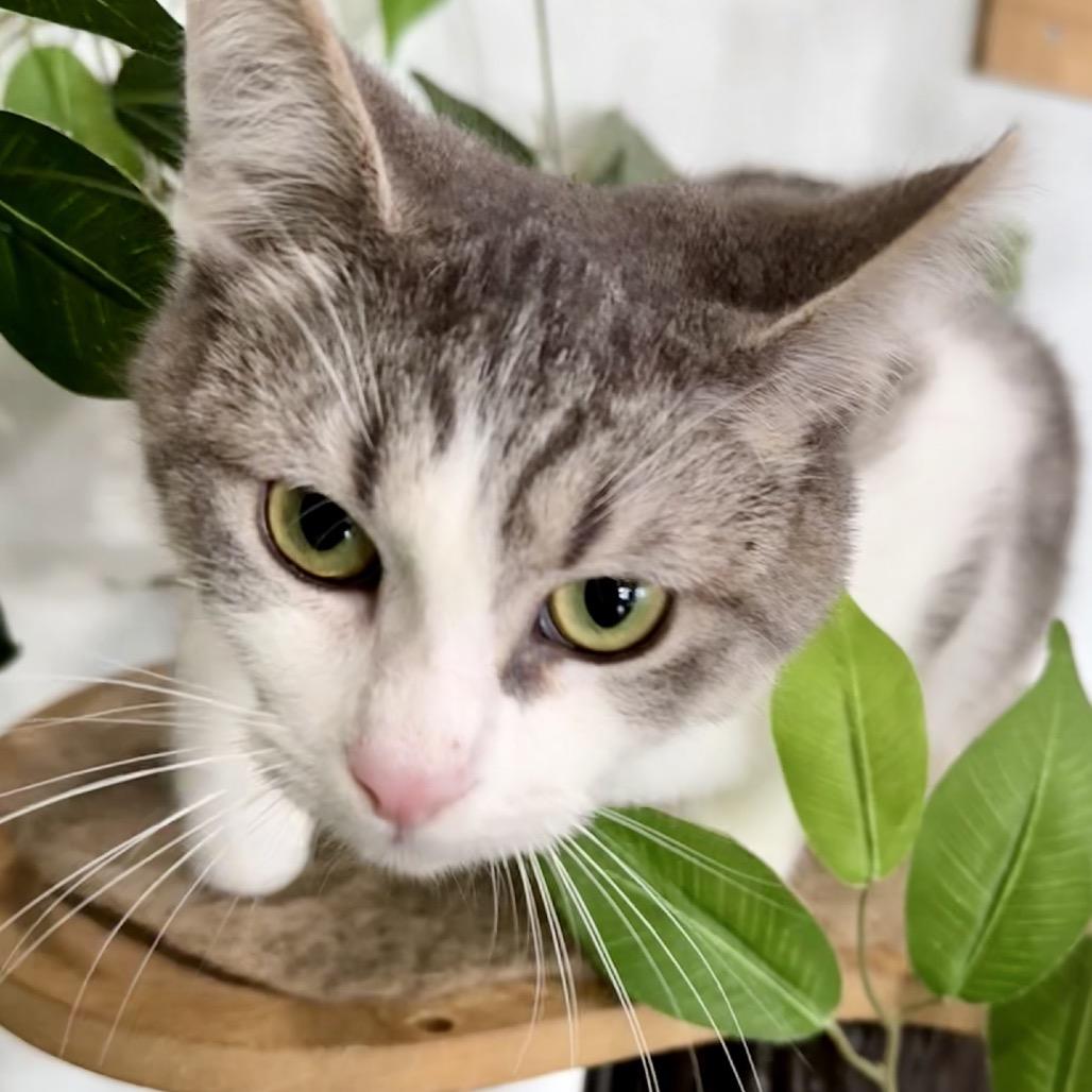 Enlarge Clark May, a Adoptable Domestic Short Hair in Woodstock, VA image 5/6