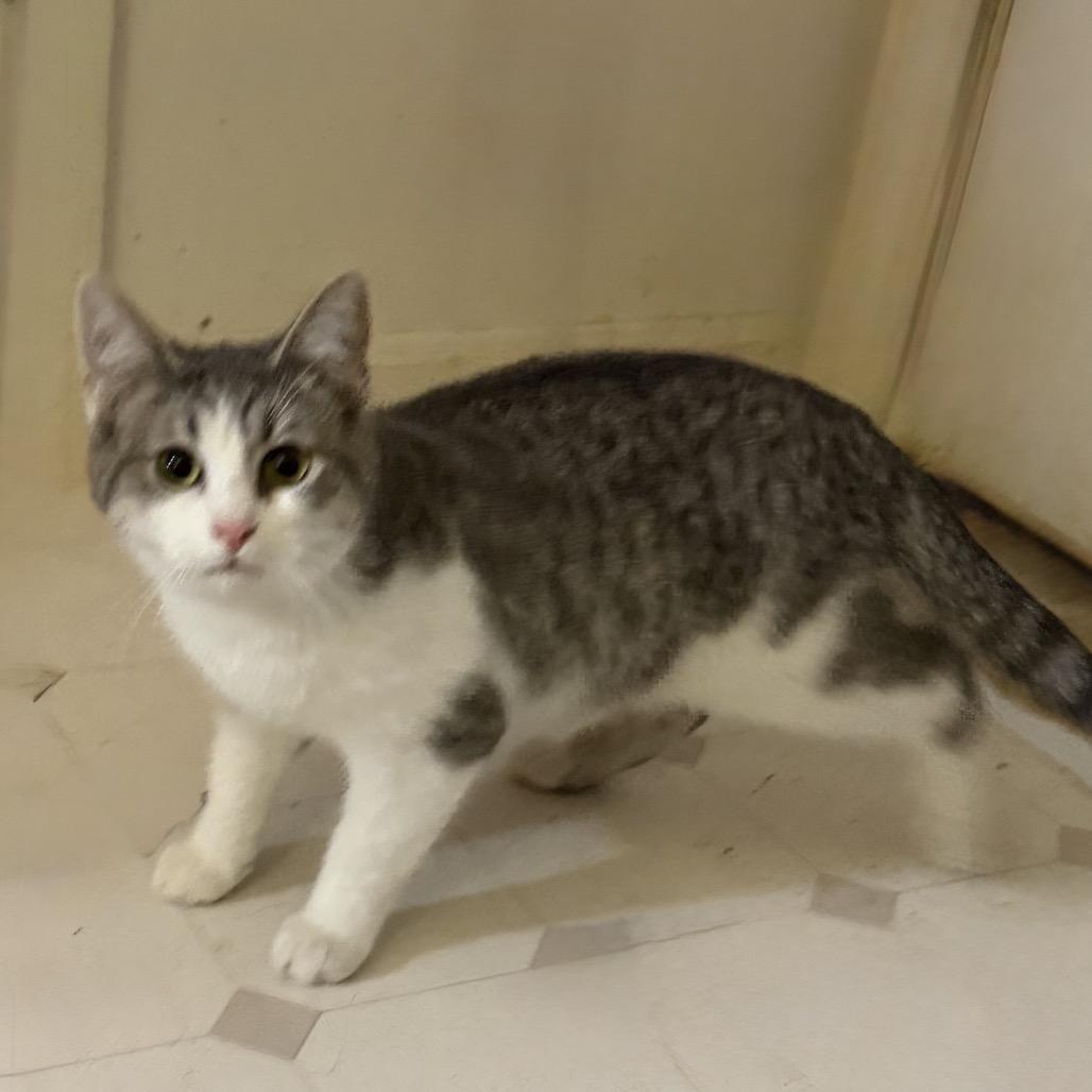 Enlarge Clark May, a Adoptable Domestic Short Hair in Woodstock, VA image 3/3