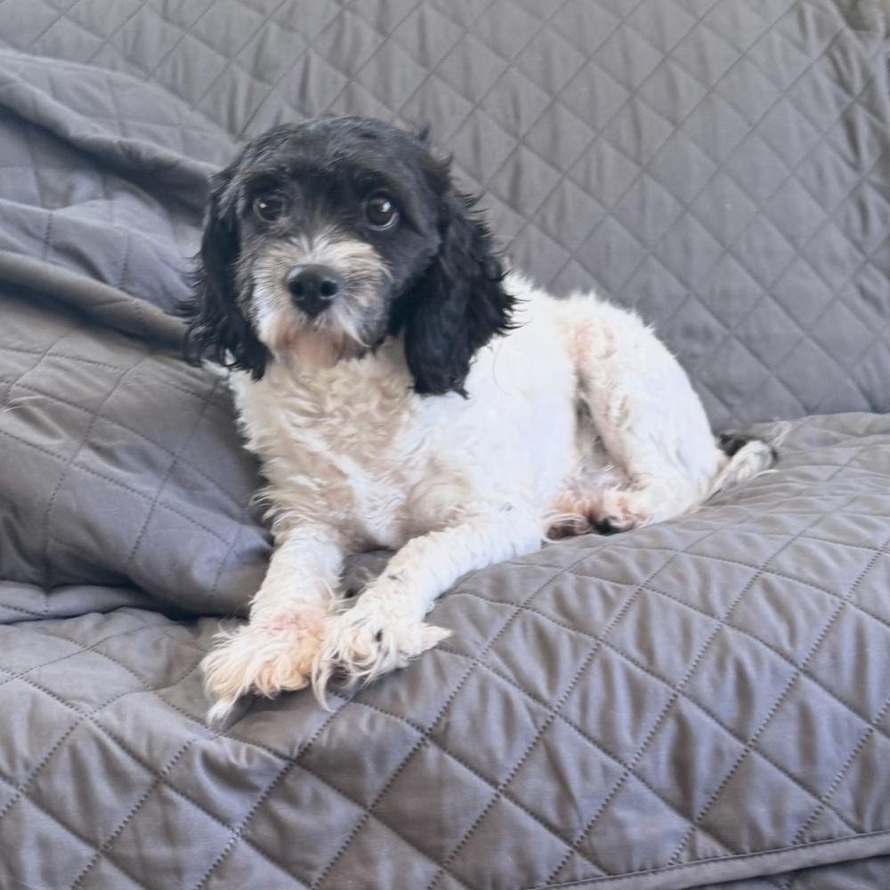 Tiana, Adoptable, Adult Female Poodle & Cavalier King Charles Spaniel.