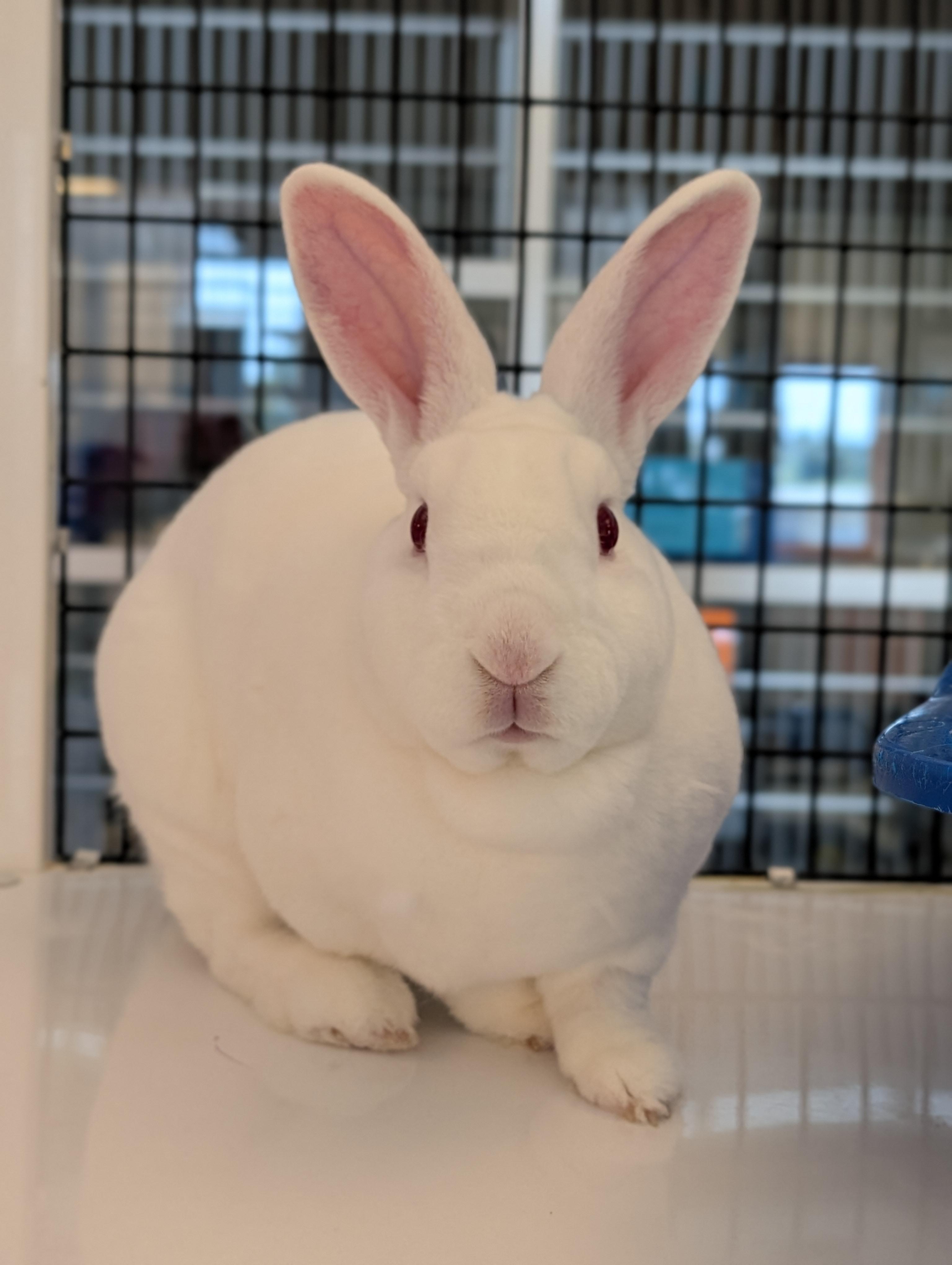 Energizer, a Adoptable New Zealand in Cedar Rapids, IA image 1/3