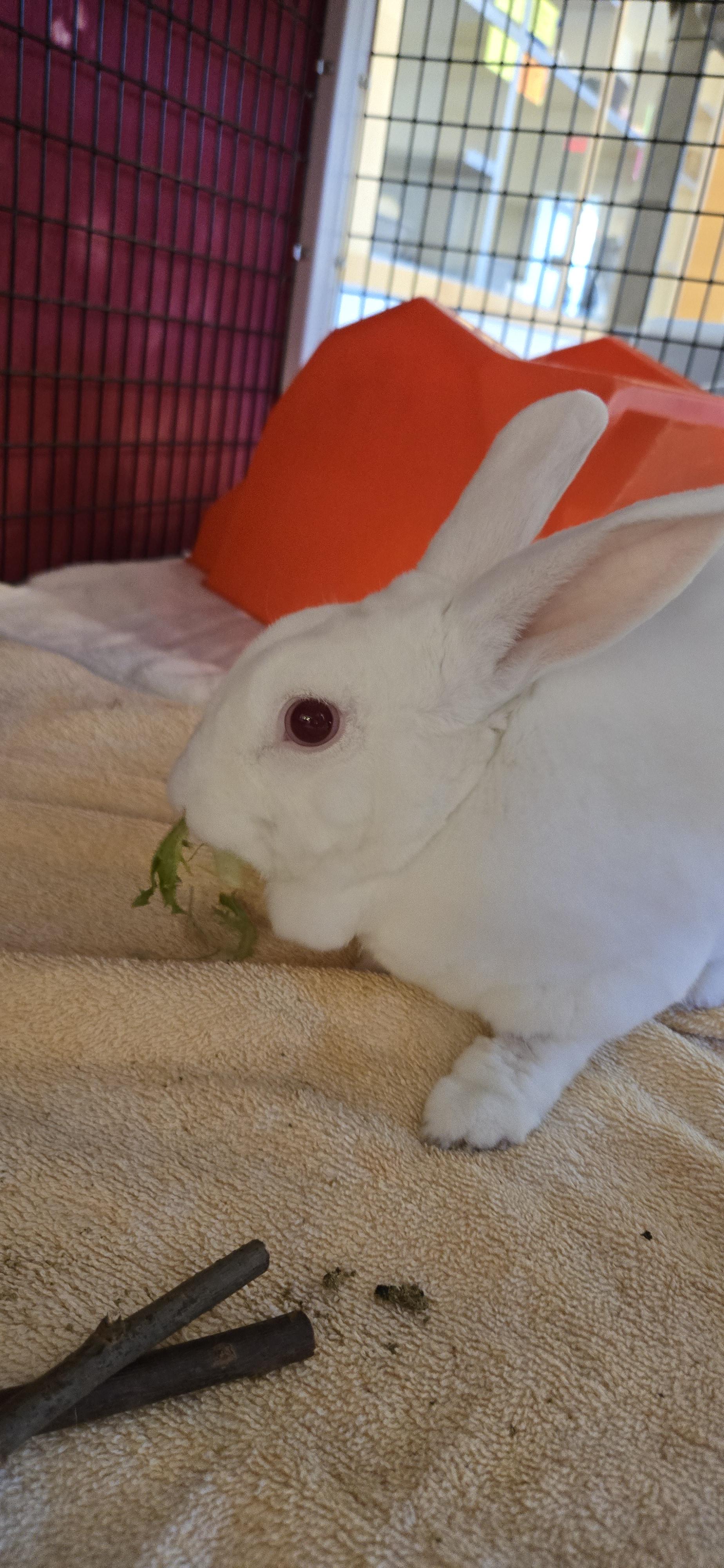 Energizer, a Adoptable New Zealand in Cedar Rapids, IA image 2/3