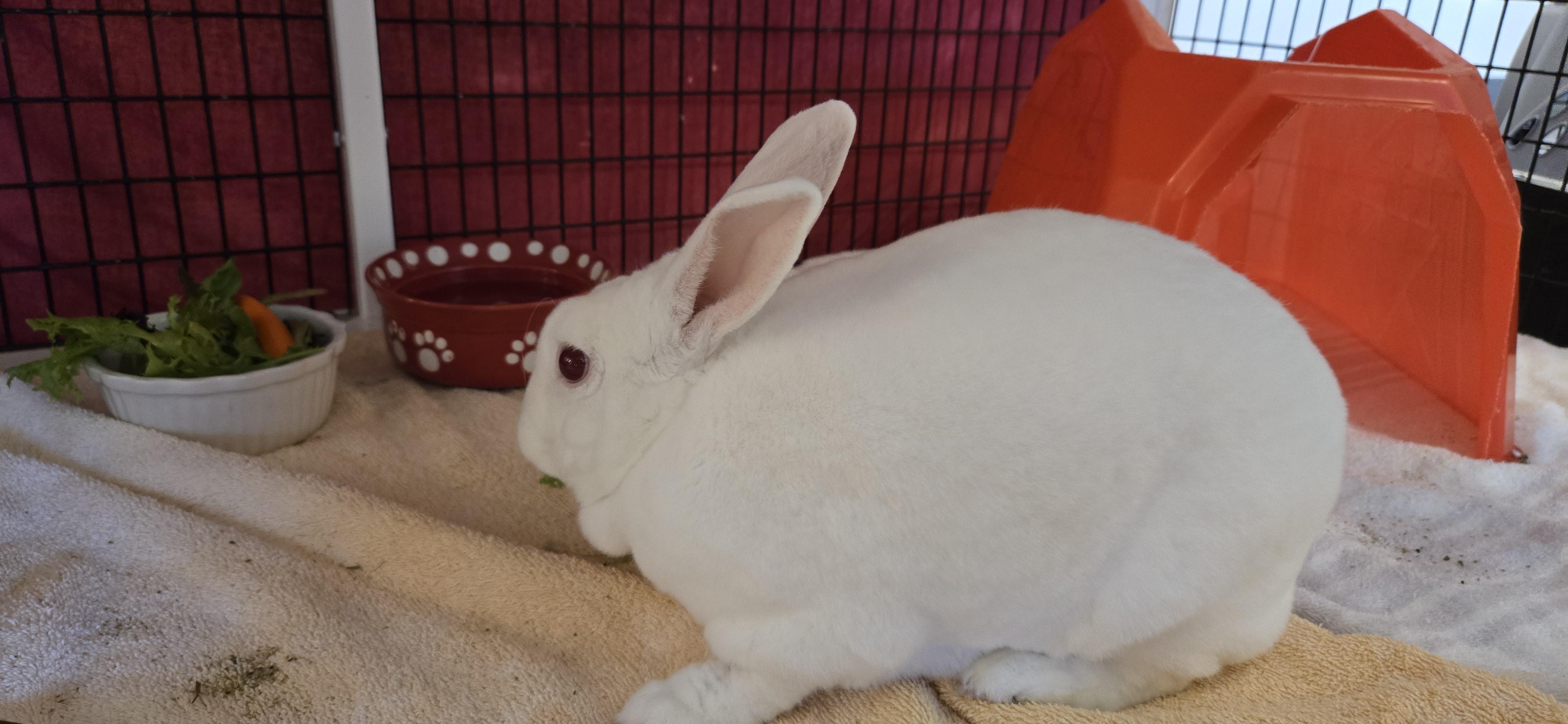 Enlarge Energizer, a Adoptable New Zealand in Cedar Rapids, IA image 3/3