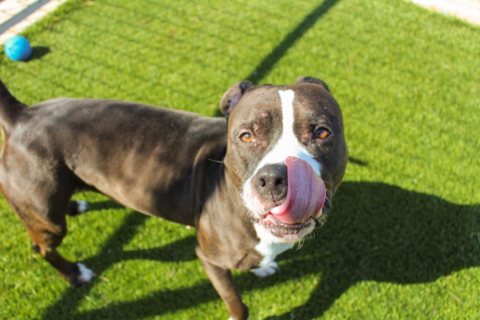 Lady Firefly, a Adoptable Pit Bull Terrier in Lake Dallas, TX image 2/6