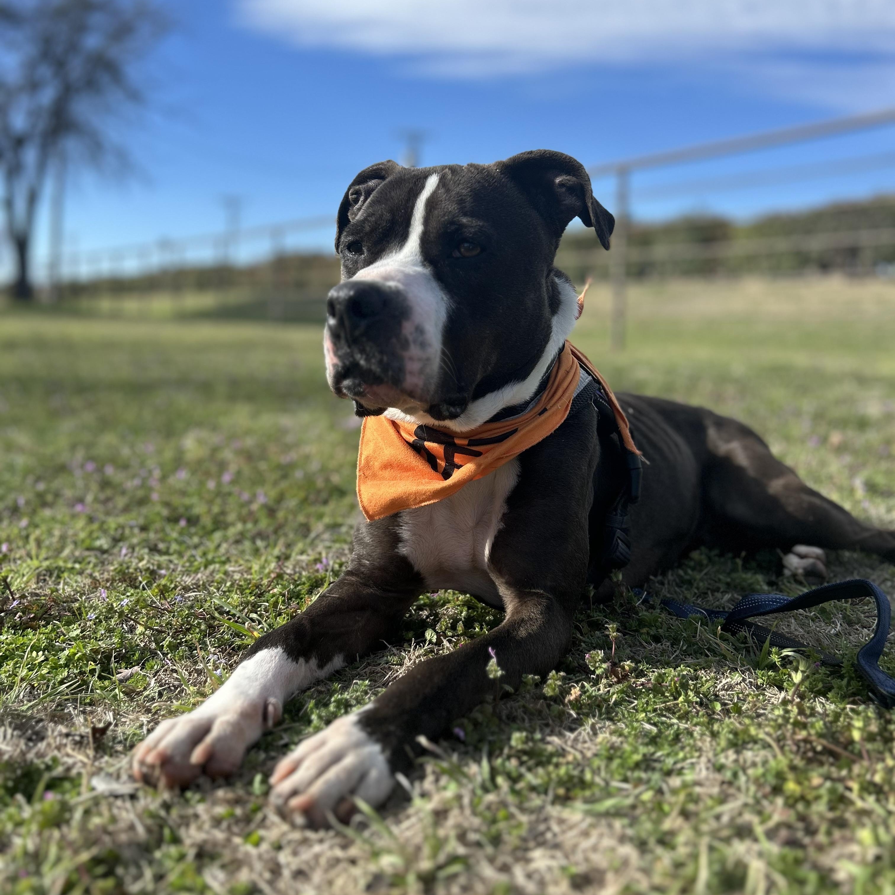 Enlarge Lady Firefly, a Adoptable Pit Bull Terrier in Lake Dallas, TX image 1/5