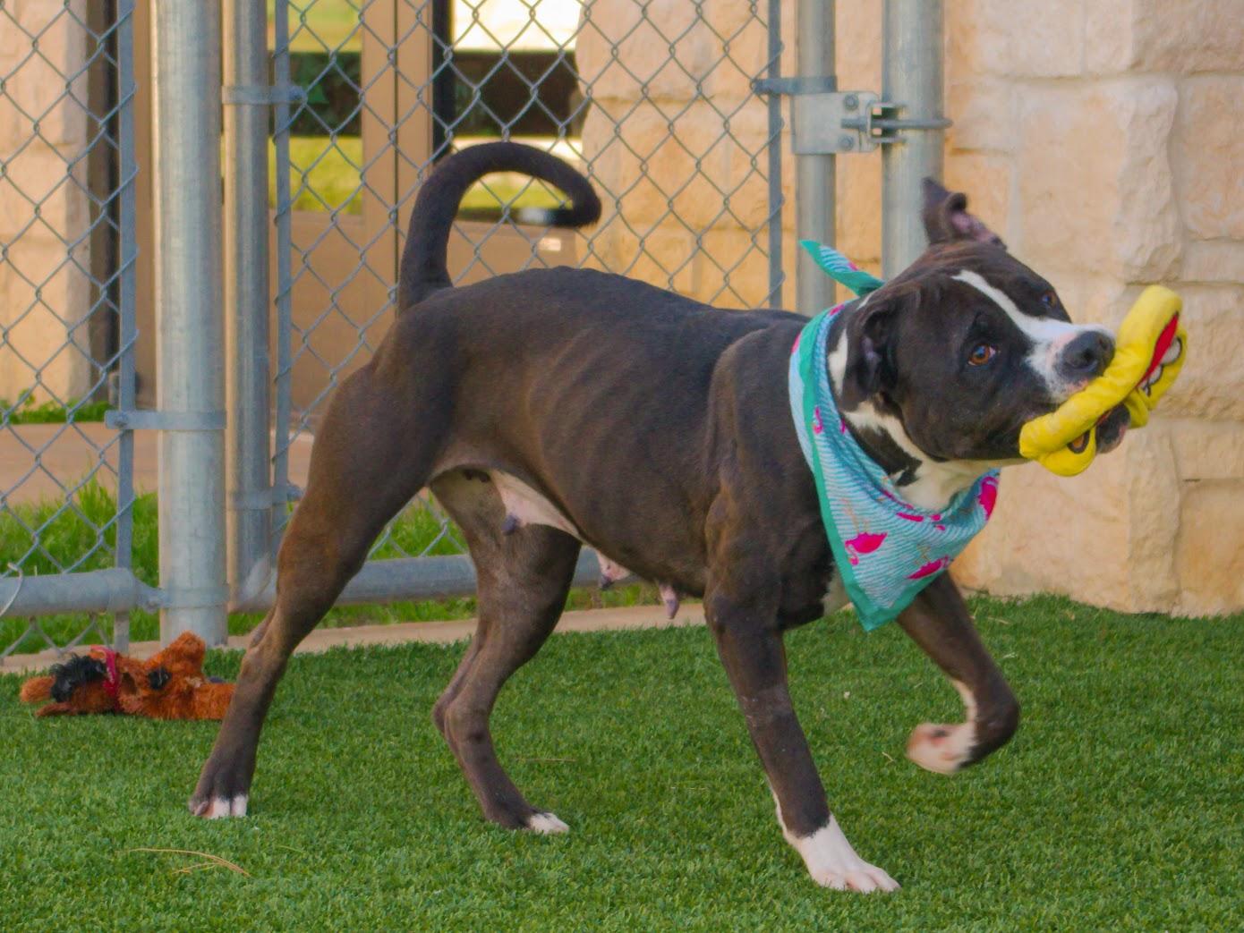 Lady Firefly, a Adoptable Pit Bull Terrier in Lake Dallas, TX image 3/6