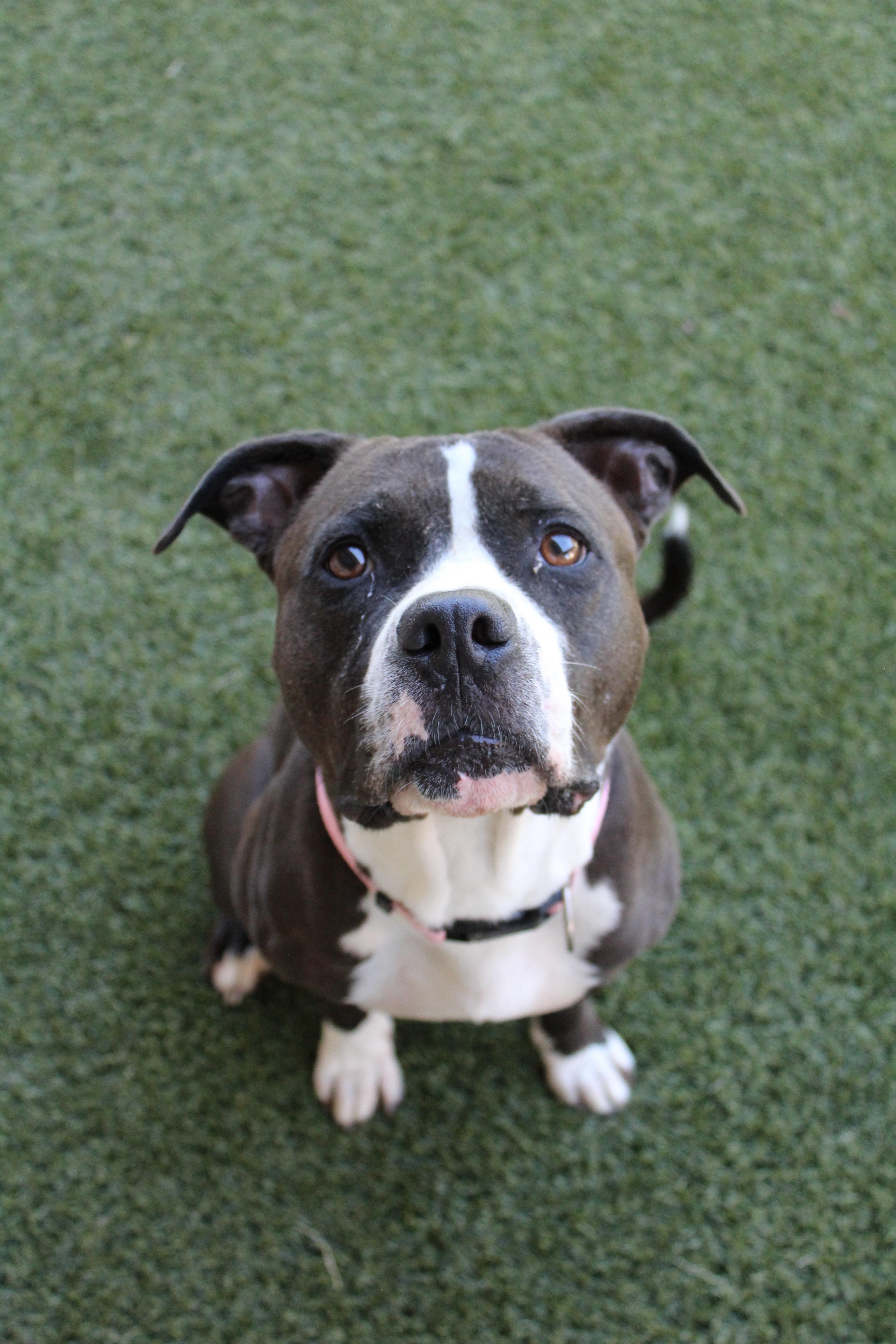 Lady Firefly, a Adoptable Pit Bull Terrier in Lake Dallas, TX image 1/6
