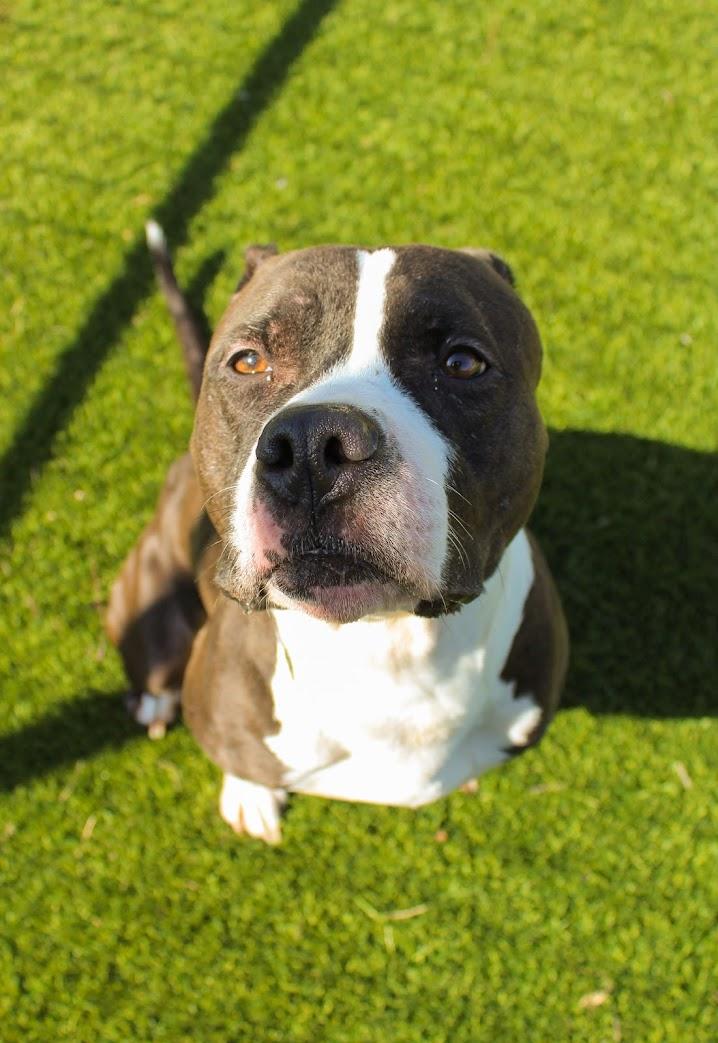 Lady Firefly, Adoptable, Adult Female Pit Bull Terrier.