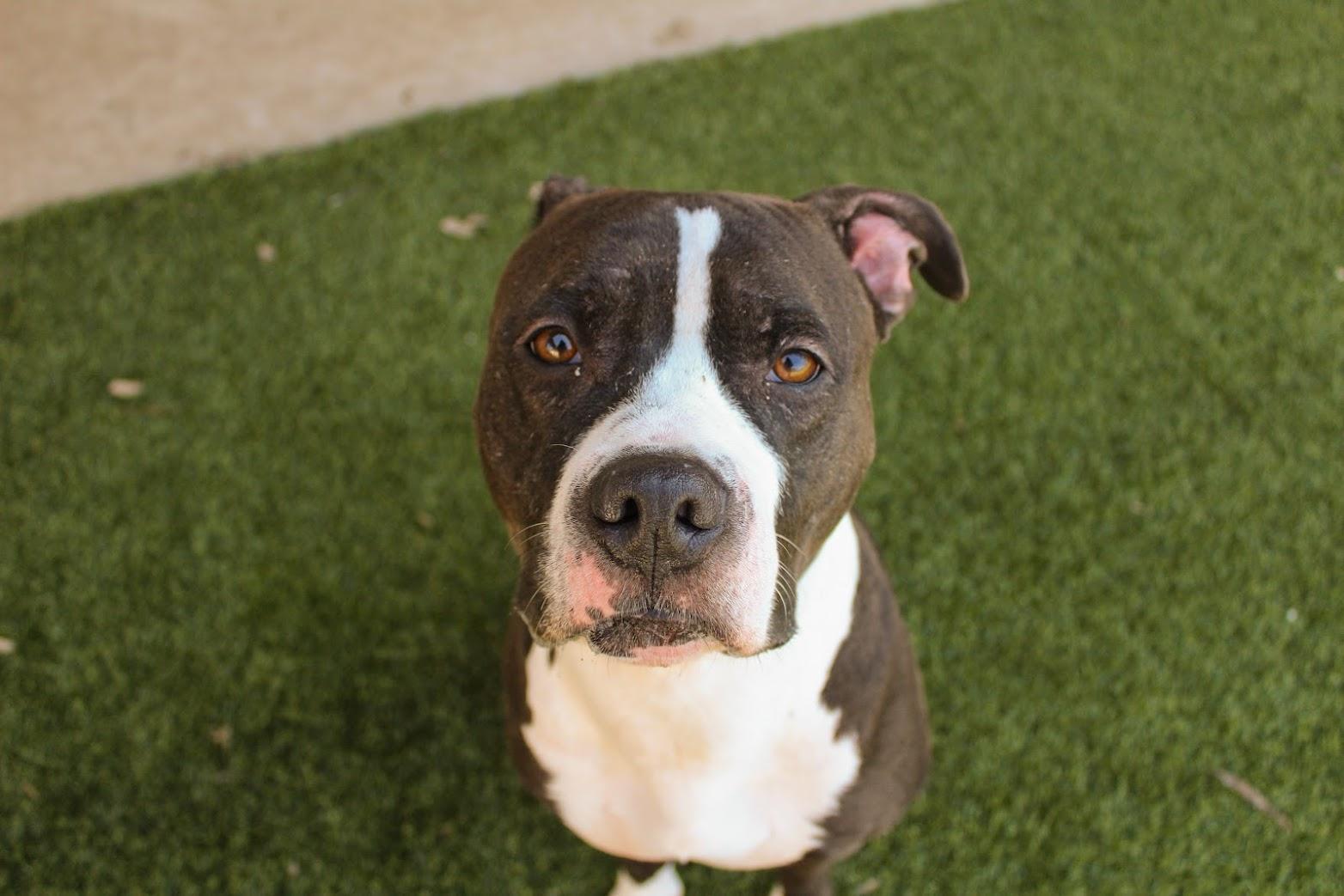 Lady Firefly, a Adoptable Pit Bull Terrier in Lake Dallas, TX image 5/6