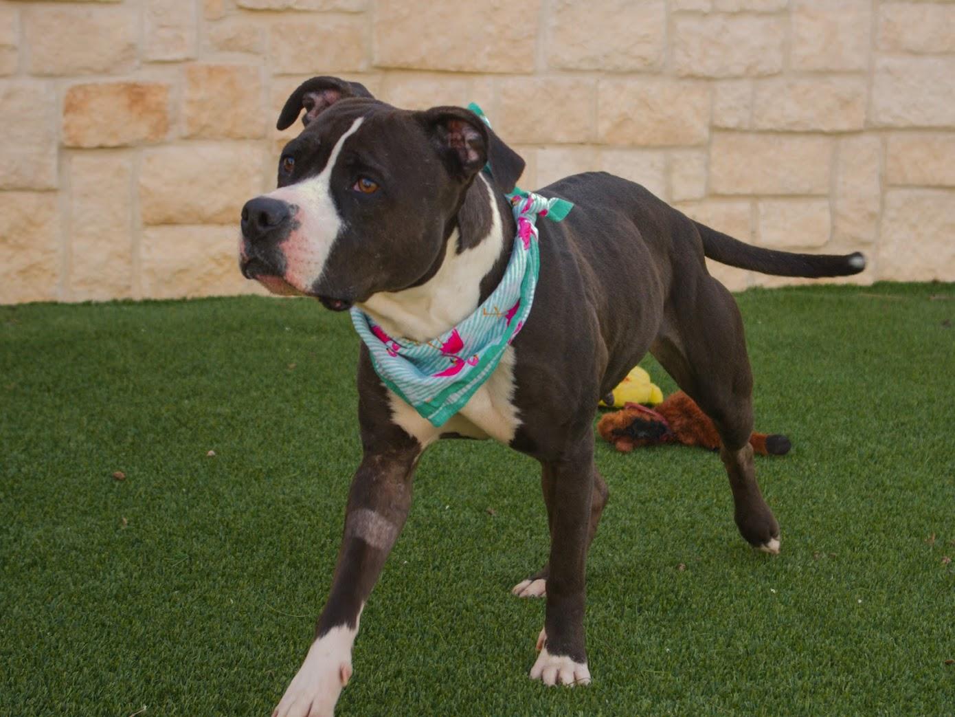 Lady Firefly, a Adoptable Pit Bull Terrier in Lake Dallas, TX image 6/6