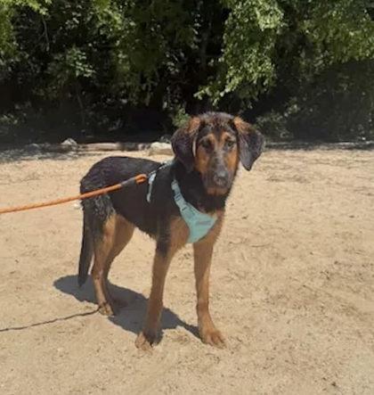 Chikita $25 Fostered, a Adoptable mixed breed in Seneca, SC image 1/3