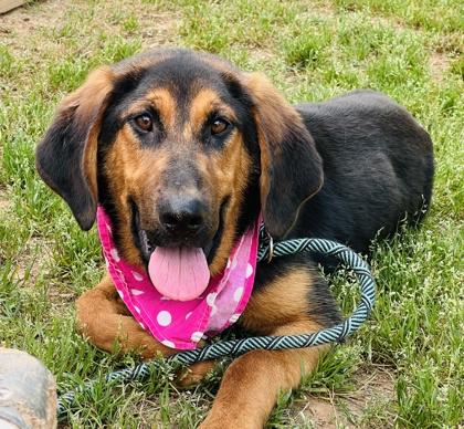 Chikita $25 Fostered, a Adoptable mixed breed in Seneca, SC image 2/3