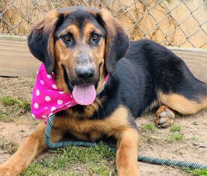 Chikita $25 Fostered, a Adoptable mixed breed in Seneca, SC image 3/3