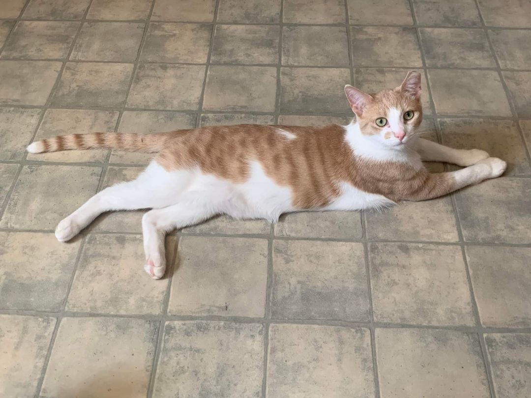 Ziggy, a Adoptable Domestic Short Hair in Lucknow, ON image 2/12