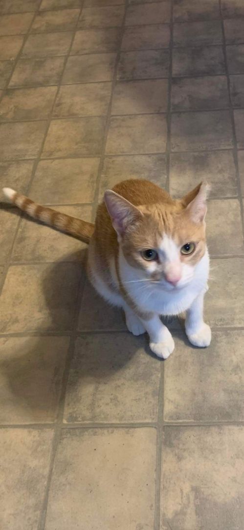 Ziggy, a Adoptable Domestic Short Hair in Lucknow, ON image 3/12