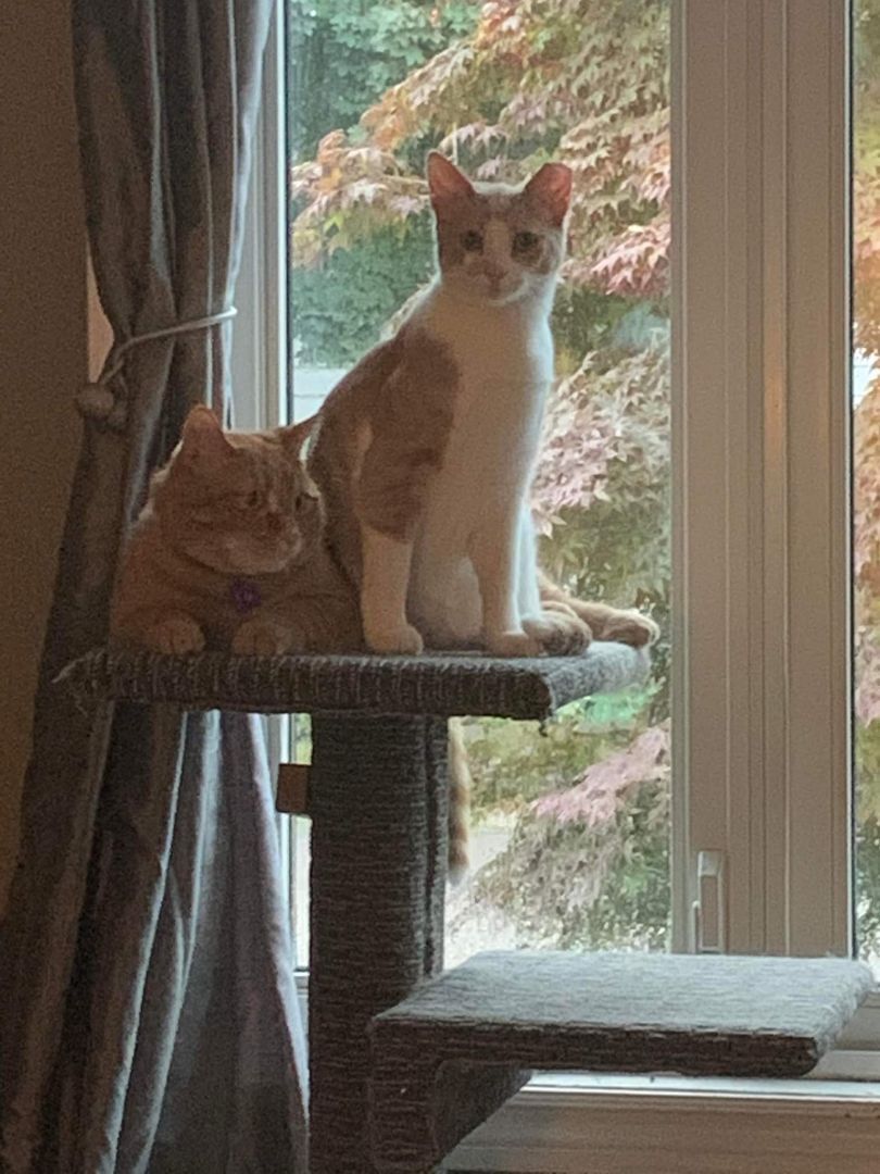 Ziggy, a Adoptable Domestic Short Hair in Lucknow, ON image 4/12