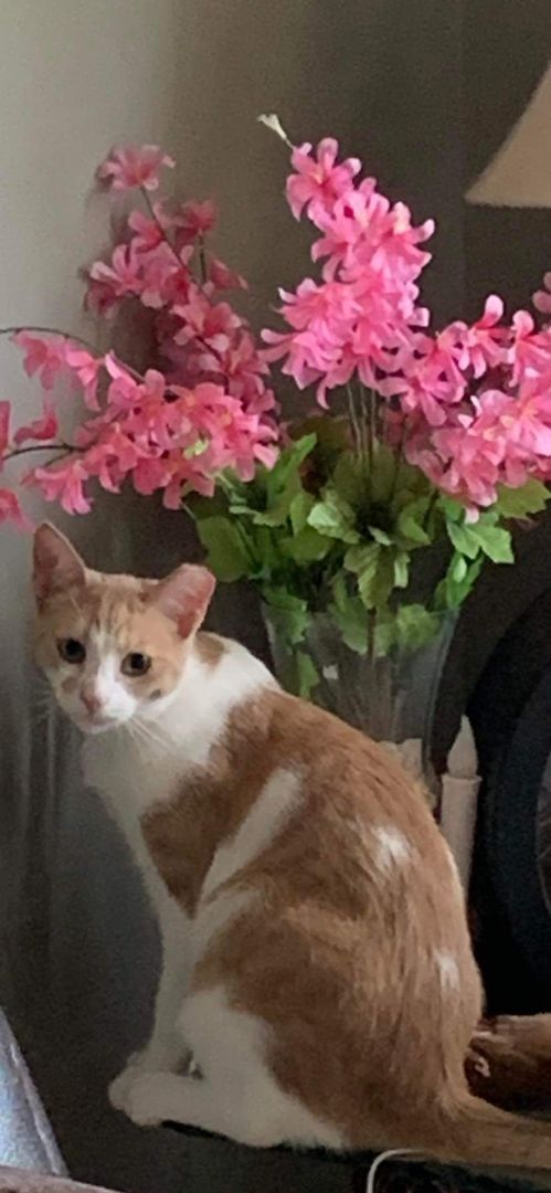 Ziggy, a Adoptable Domestic Short Hair in Lucknow, ON image 5/12