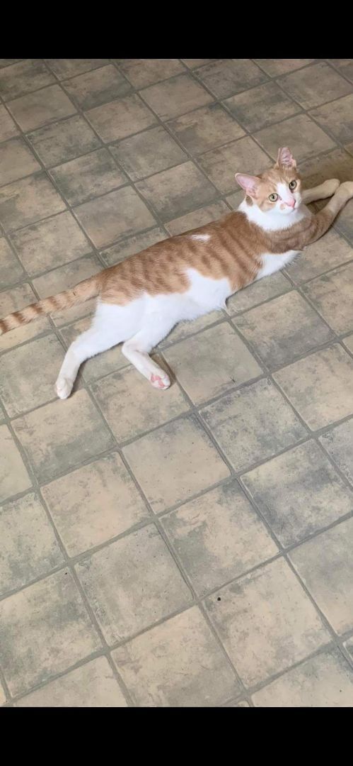 Ziggy, a Adoptable Domestic Short Hair in Lucknow, ON image 6/12