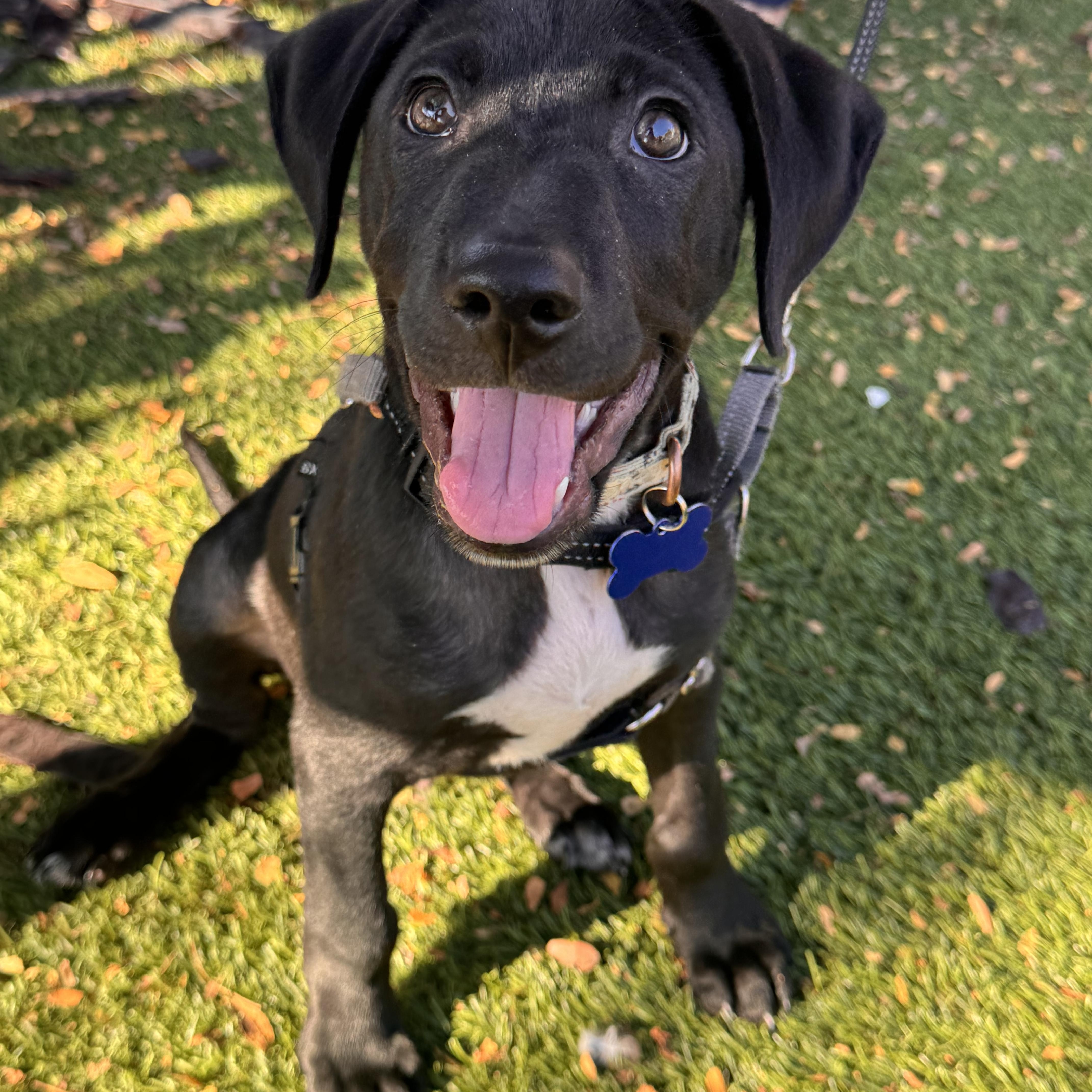 Enlarge Sinatra, a Adoptable mixed breed in Columbia, MO image 3/3