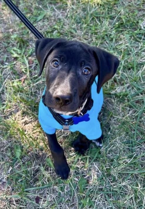 Sinatra, Adoptable, Puppy Male Black Labrador Retriever.
