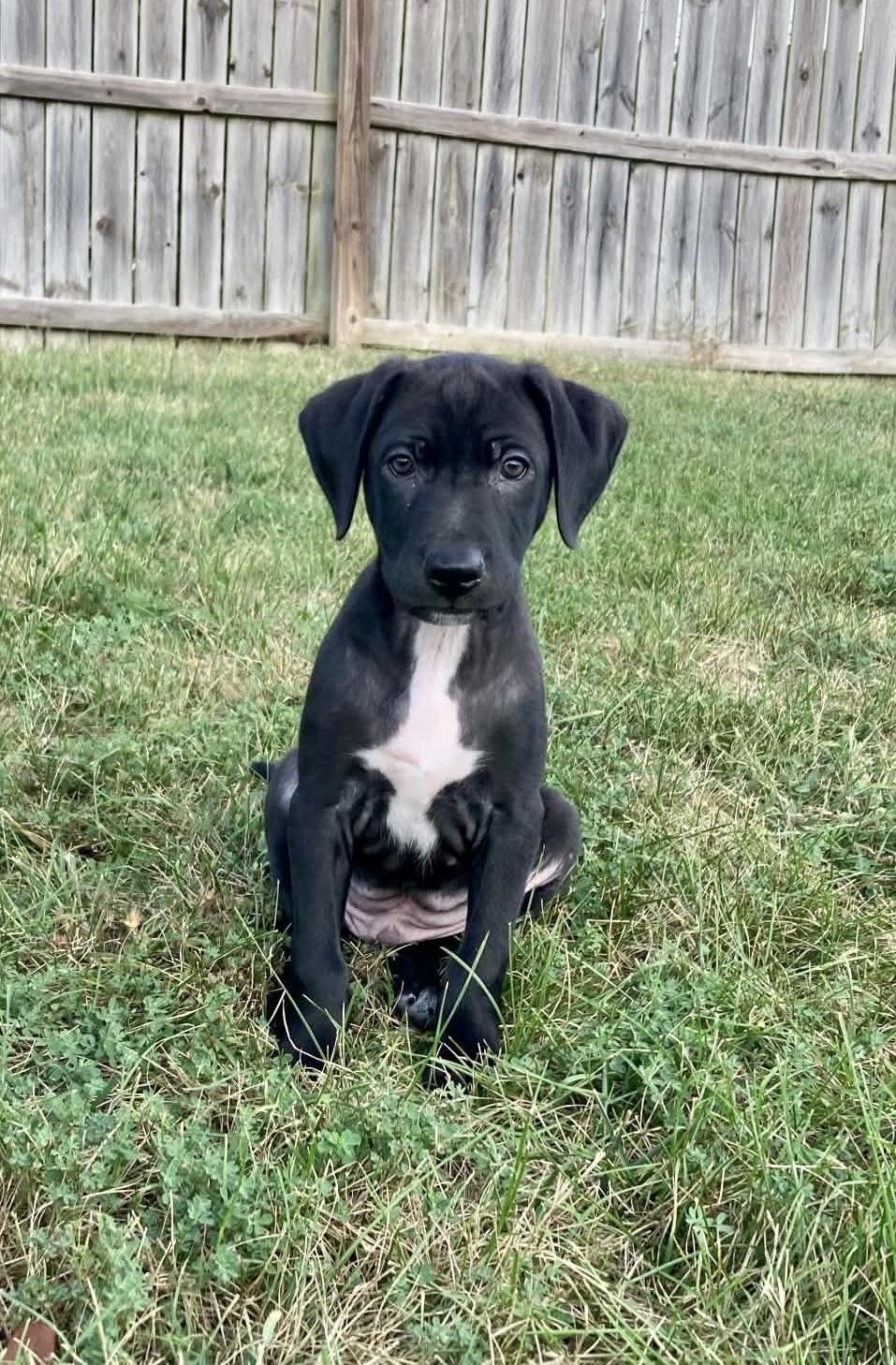 Enlarge Sinatra, a Adoptable mixed breed in Columbia, MO image 2/3