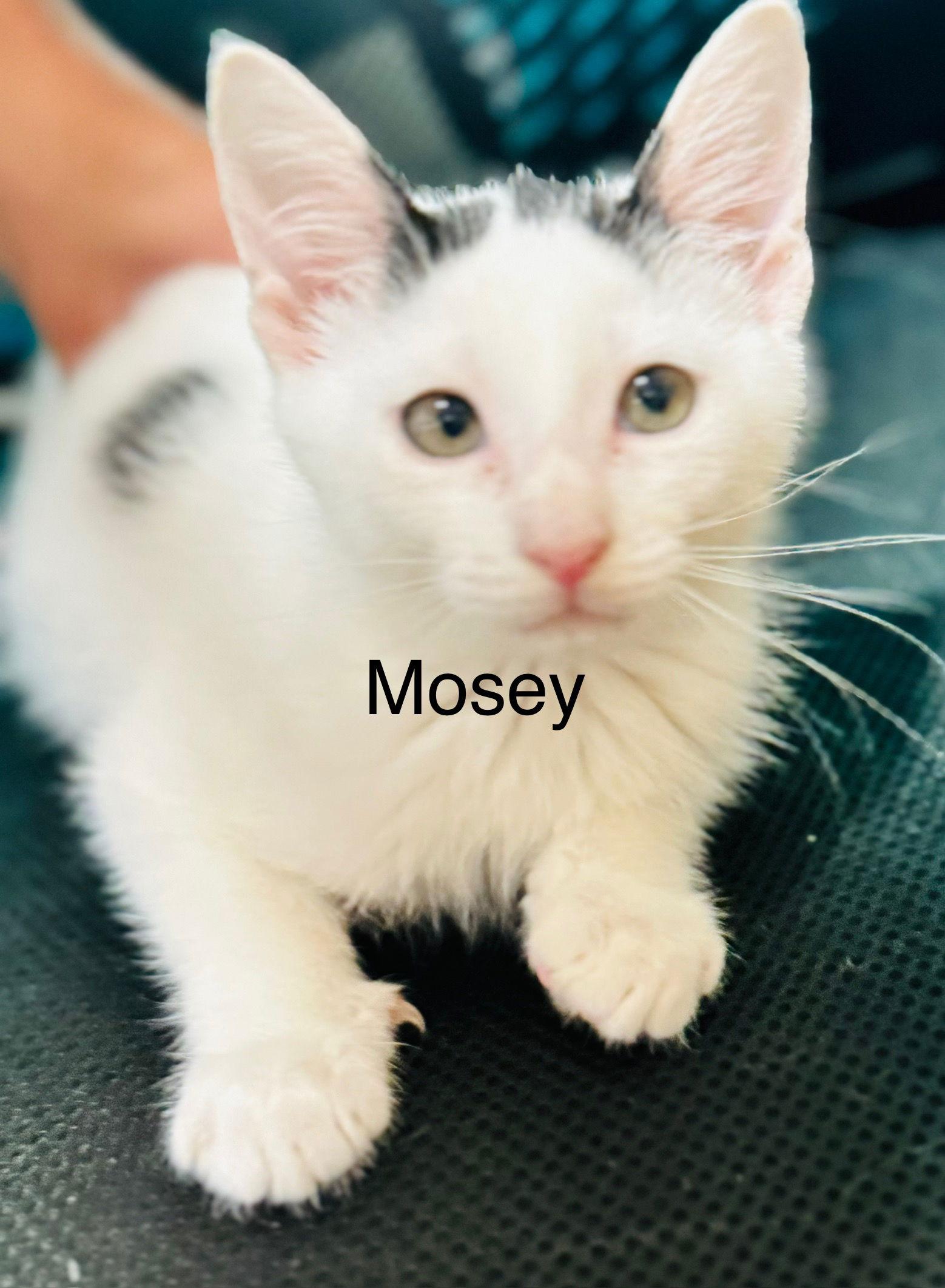 Mosey, Adopted, Young Male Domestic Short Hair.