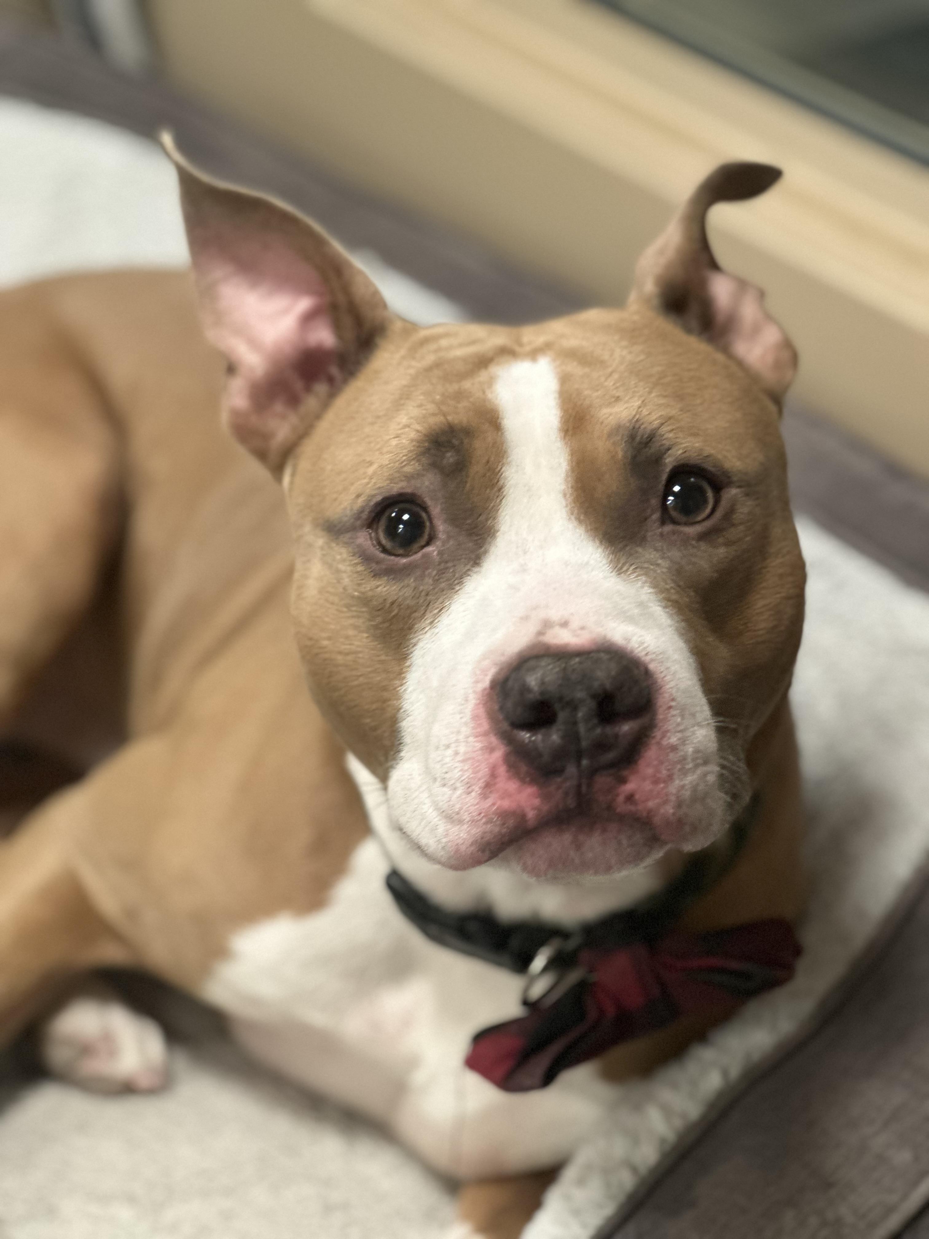 Foster Me! Jax, ADOPTABLE, Adult Male Pit Bull Terrier.