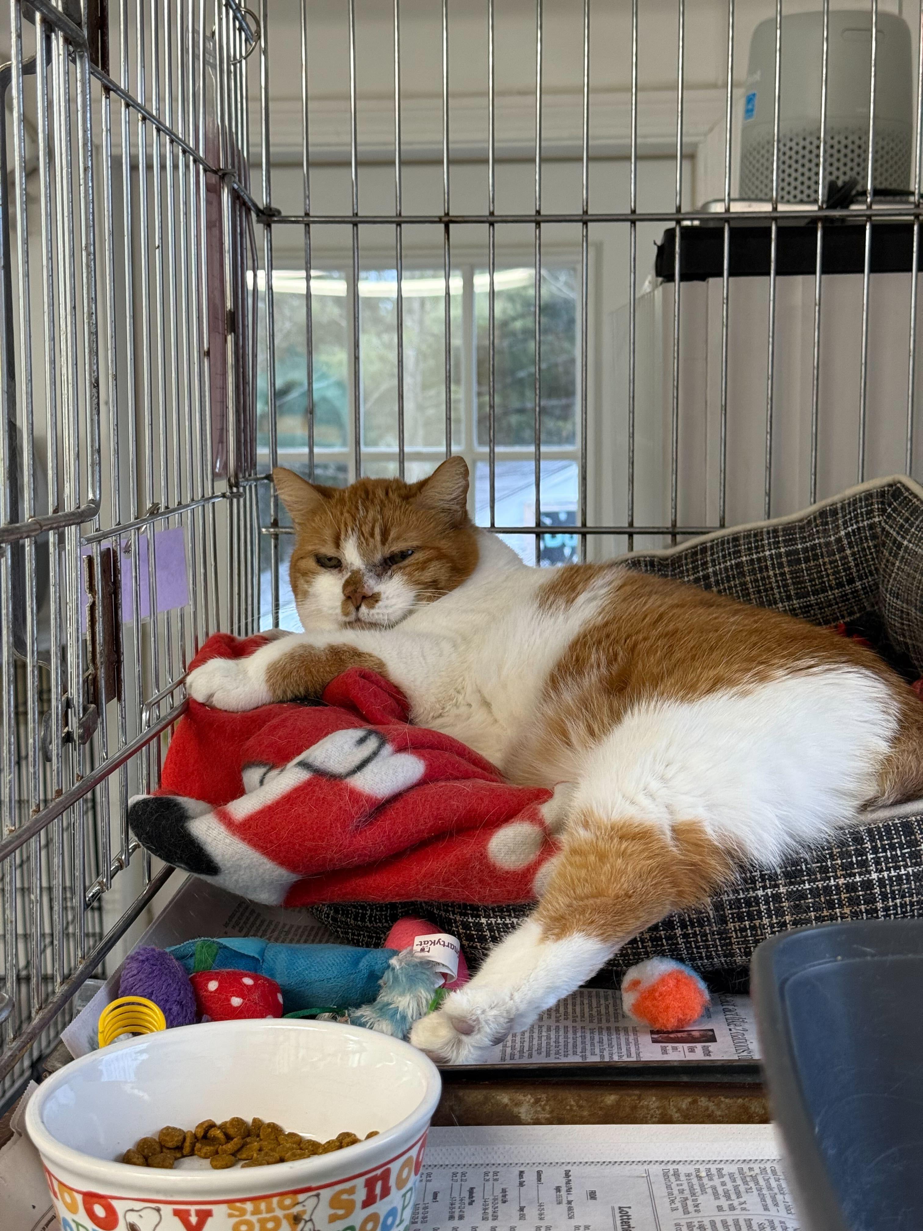 Enlarge Ramona, a ADOPTABLE Domestic Short Hair in Manchester, NH image 2/2