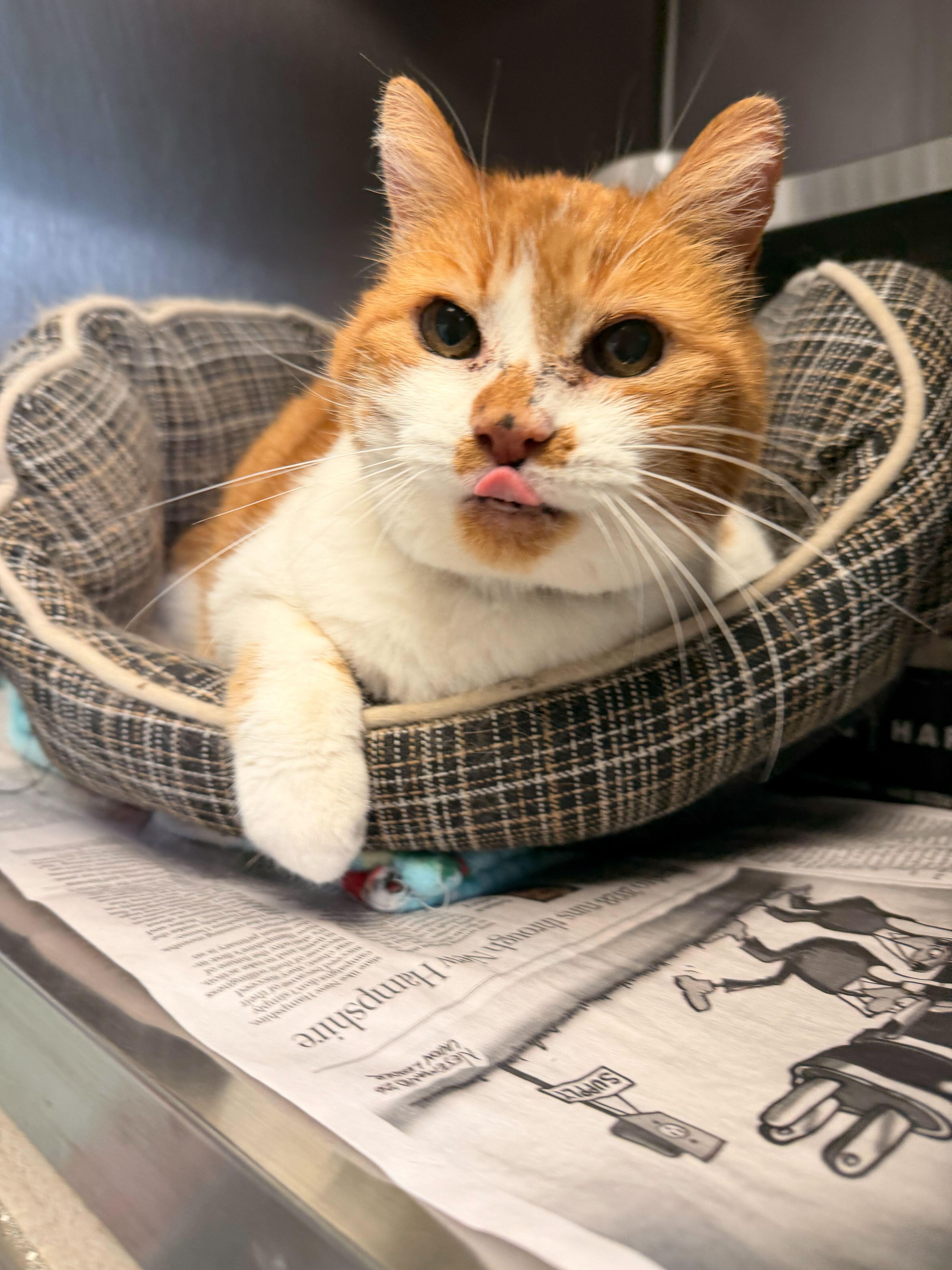 Enlarge Ramona, a ADOPTABLE Domestic Short Hair in Manchester, NH image 1/2