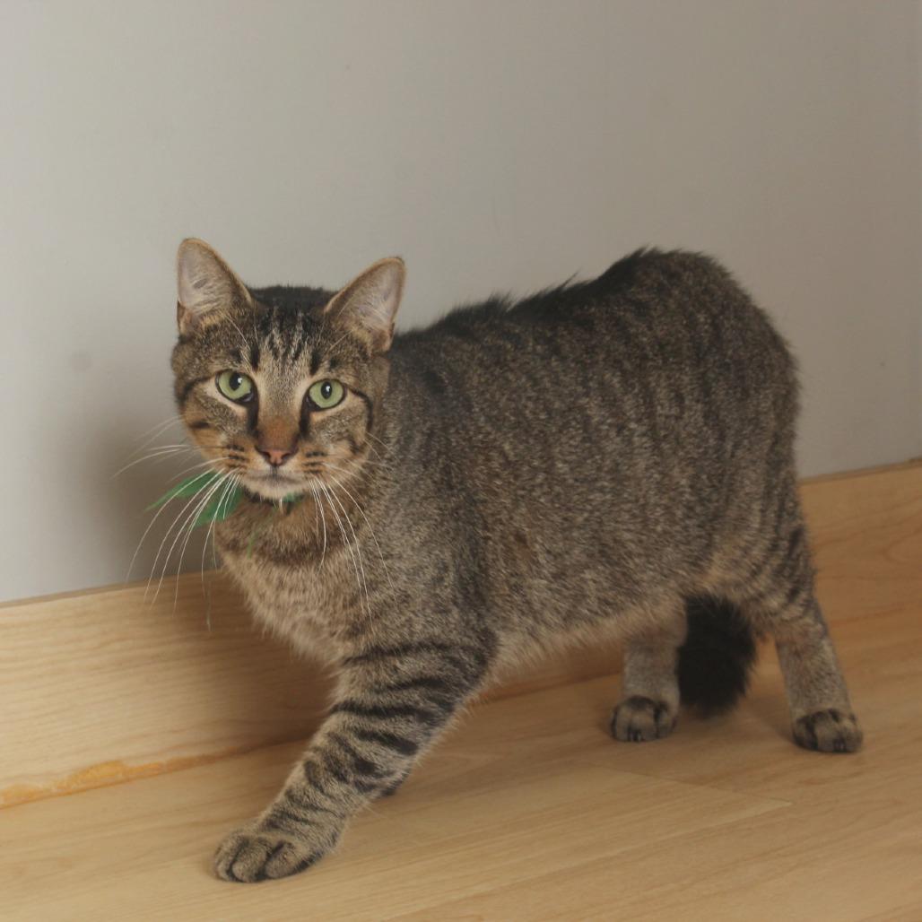 Enlarge Maxamillian C65745, a Adoptable Domestic Medium Hair in Minnetonka, MN image 1/6