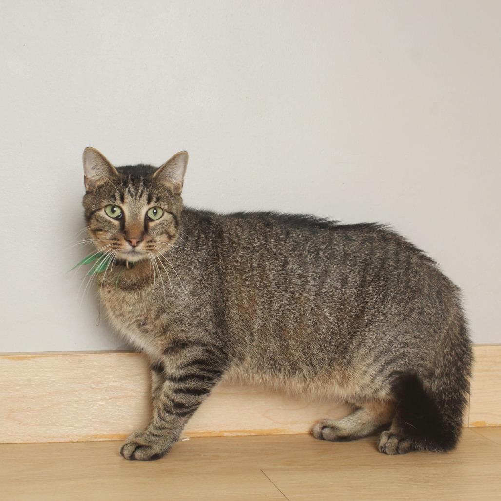 Enlarge Maxamillian C65745, a Adoptable Domestic Medium Hair in Minnetonka, MN image 2/6