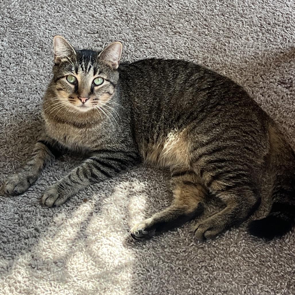 Enlarge Maxamillian C65745, a Adoptable Domestic Medium Hair in Minnetonka, MN image 3/6