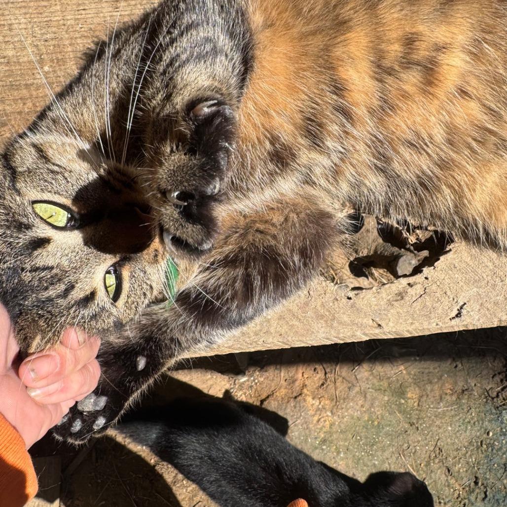 Enlarge Maxamillian C65745, a Adoptable Domestic Medium Hair in Minnetonka, MN image 4/6