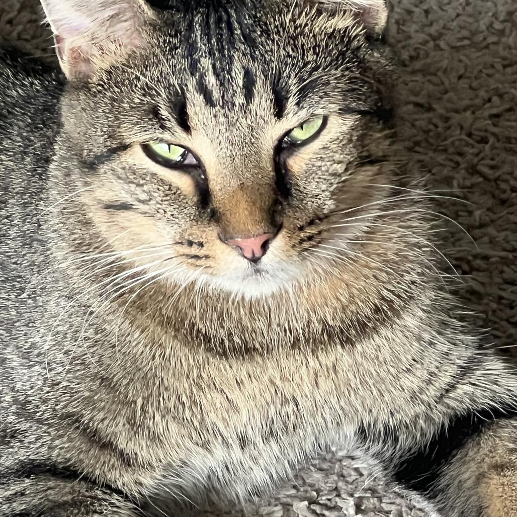 Enlarge Maxamillian C65745, a Adoptable Domestic Medium Hair in Minnetonka, MN image 5/6