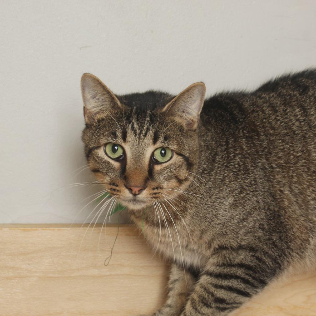 Enlarge Maxamillian C65745, a Adoptable Domestic Medium Hair in Minnetonka, MN image 6/6