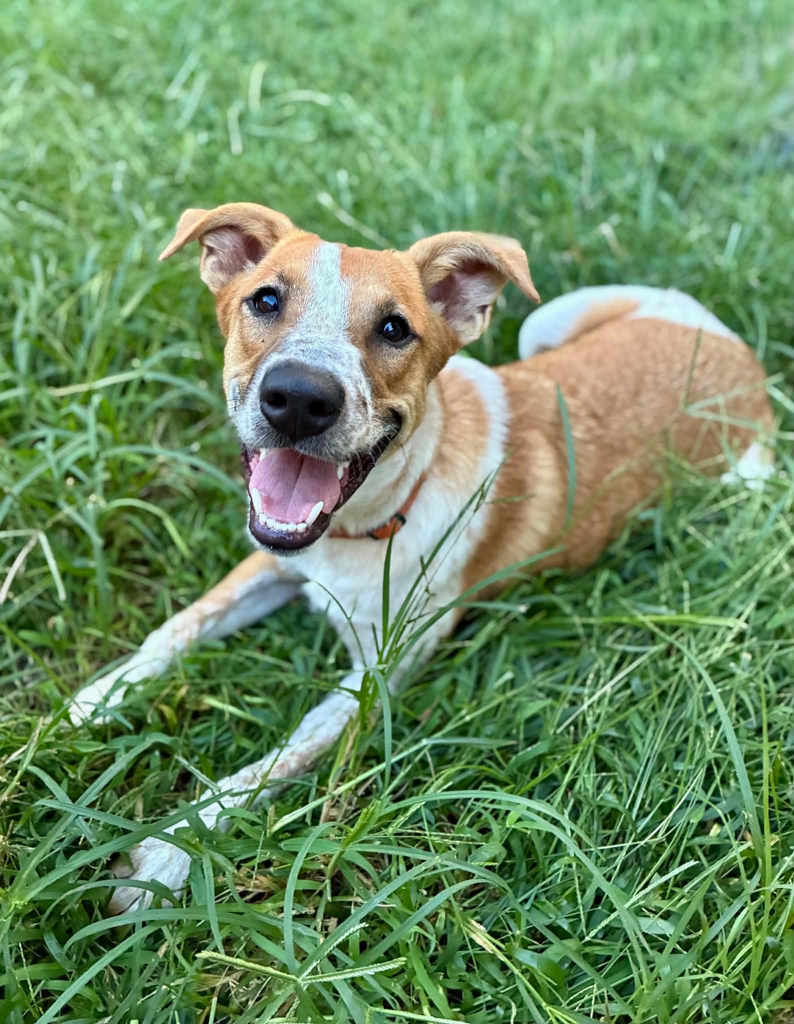 Enlarge Macie, a Adoptable Australian Cattle Dog / Blue Heeler in Newburgh, NY image 4/6