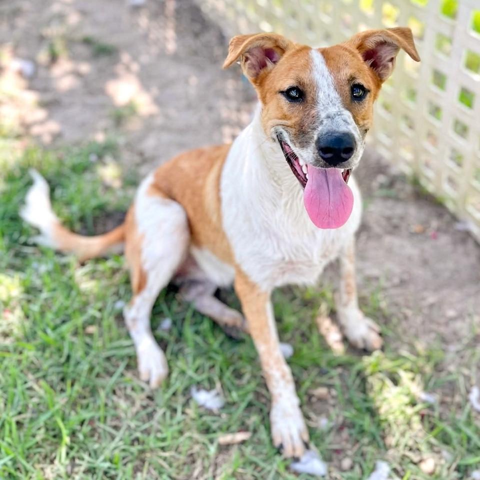 Enlarge Macie, a Adoptable Australian Cattle Dog / Blue Heeler in Newburgh, NY image 2/6