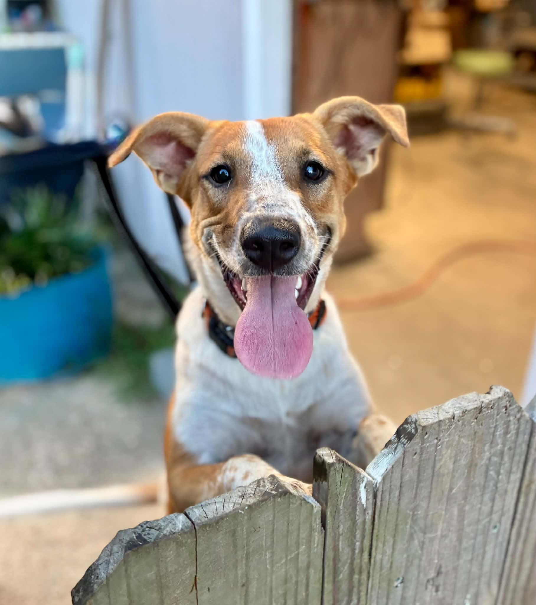 Macie, Adoptable, Puppy Female Australian Cattle Dog / Blue Heeler.