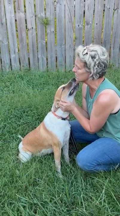 Enlarge Macie, a Adoptable Australian Cattle Dog / Blue Heeler in Newburgh, NY video 6/6
