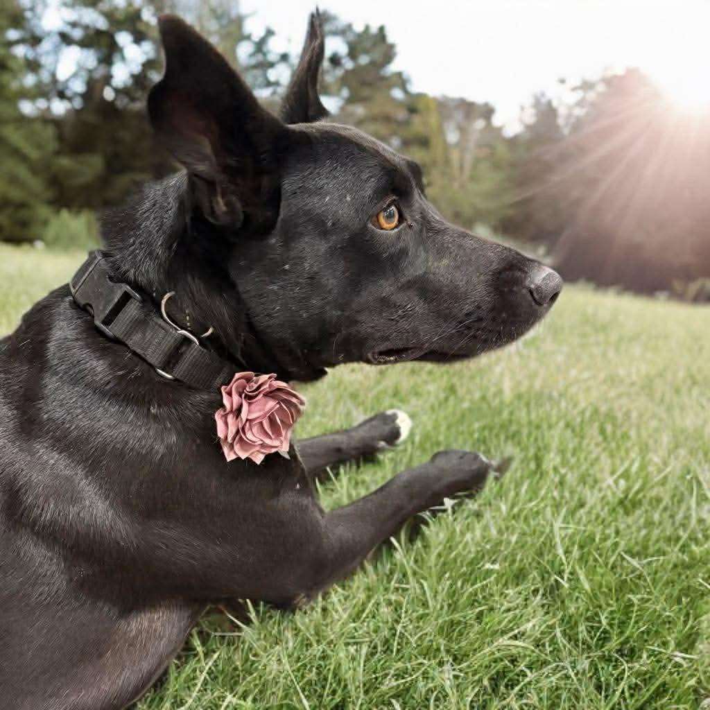 Enlarge Saki, a Adoptable mixed breed in Phoenix, AZ image 1/6