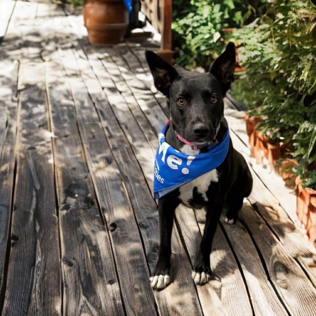 Enlarge Saki, a Adoptable mixed breed in Phoenix, AZ image 3/6