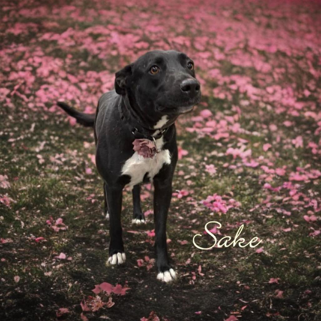 Enlarge Saki, a Adoptable mixed breed in Phoenix, AZ image 4/6