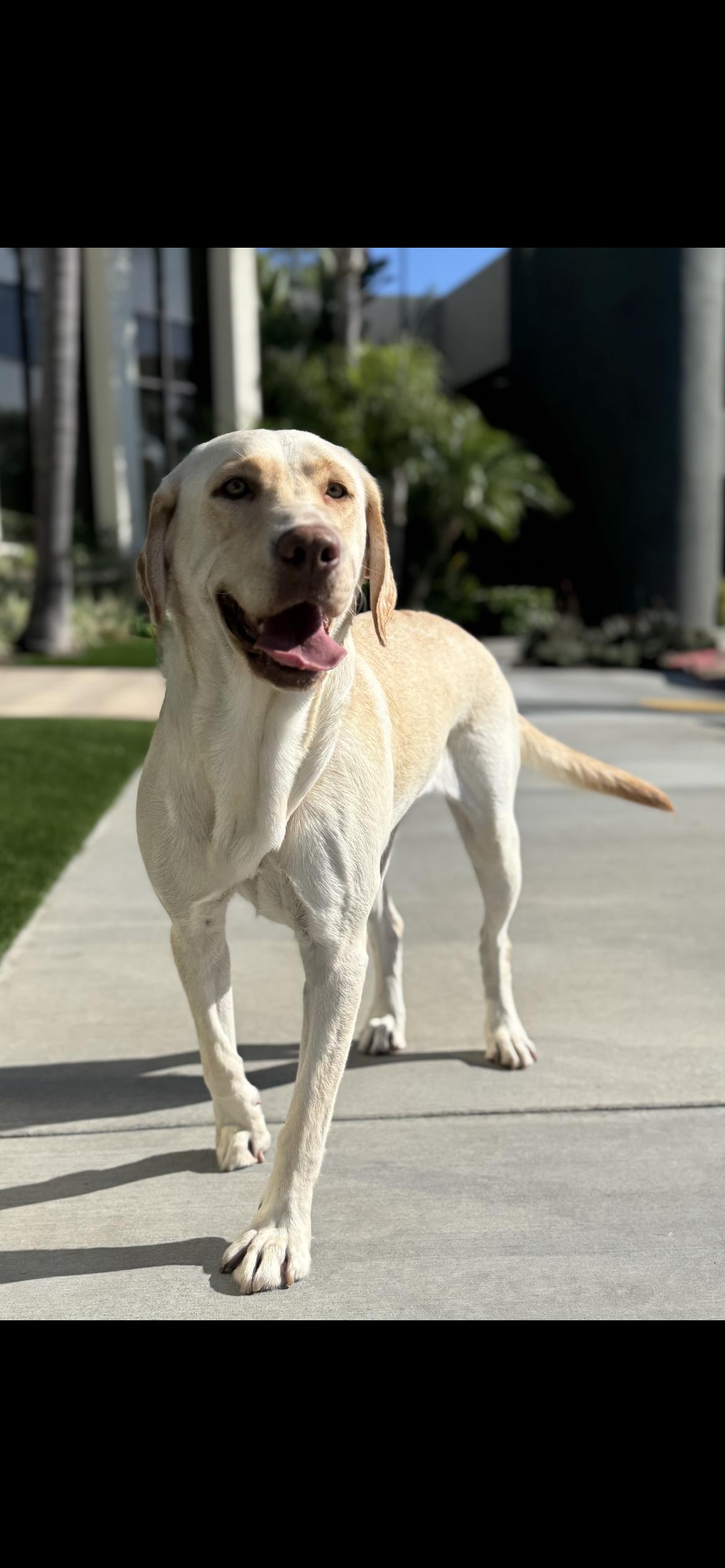 Enlarge Winter, a Adoptable Labrador Retriever in Hamden, CT image 4/6