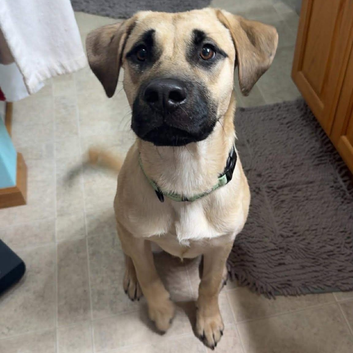 Enlarge Krossen, an adoption pending Mixed Breed in Sioux Falls, SD image 1/5