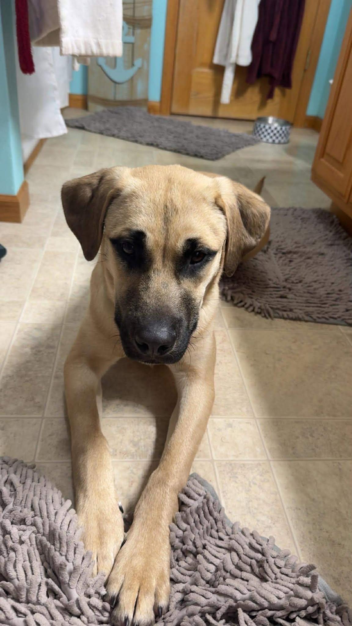 Enlarge Krossen, an adoption pending Mixed Breed in Sioux Falls, SD image 2/5