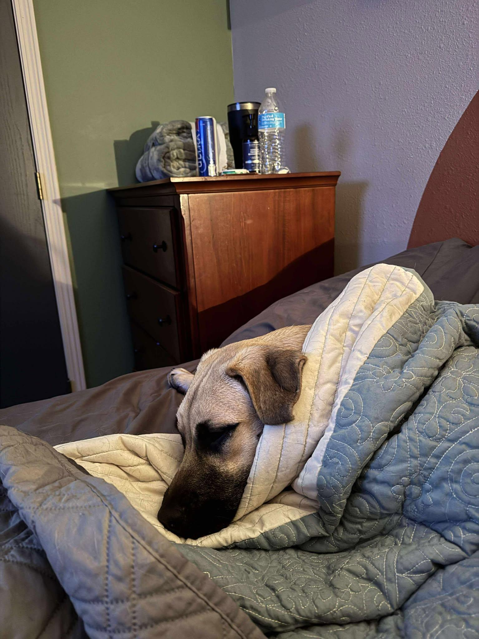 Enlarge Krossen, an adoption pending Mixed Breed in Sioux Falls, SD image 3/5