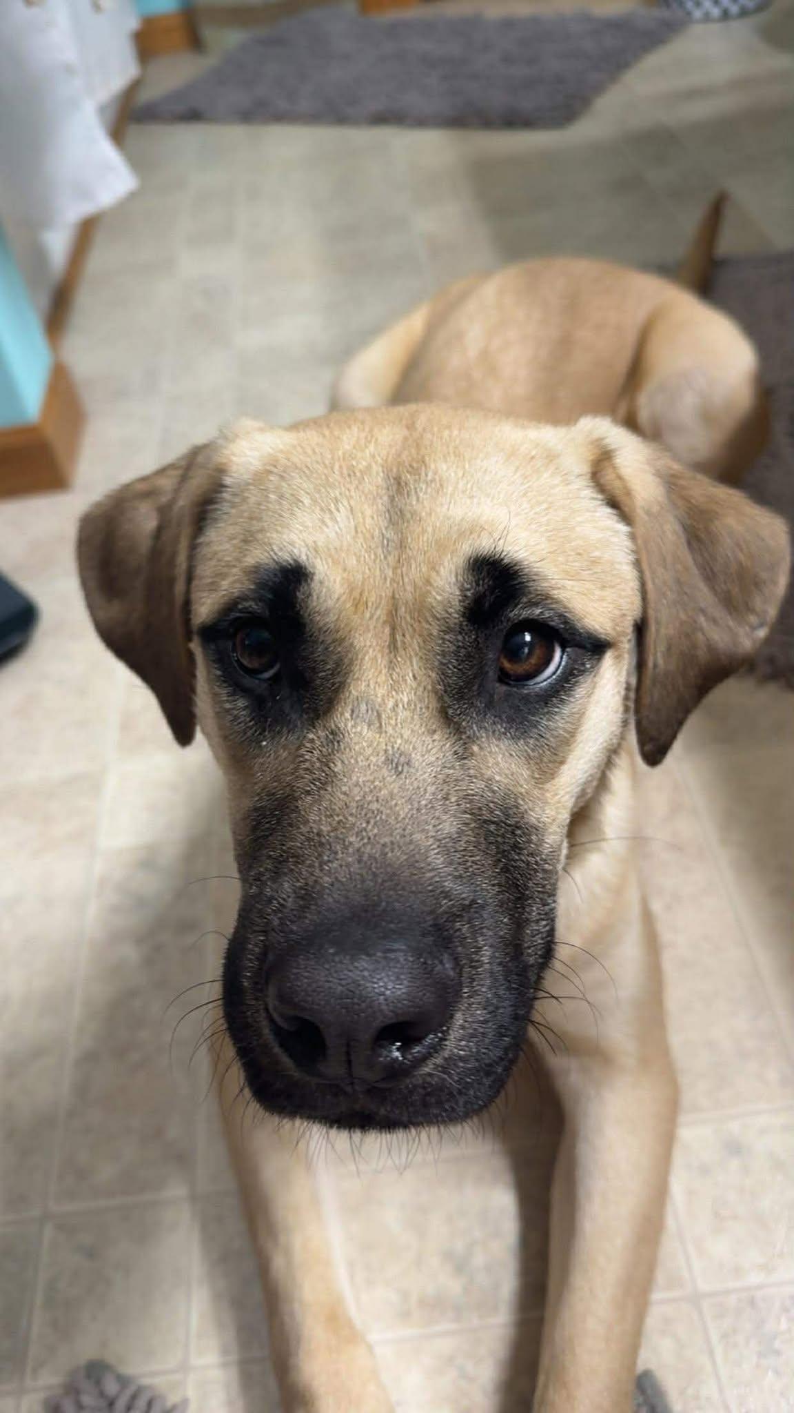 Enlarge Krossen, an adoption pending Mixed Breed in Sioux Falls, SD image 4/5