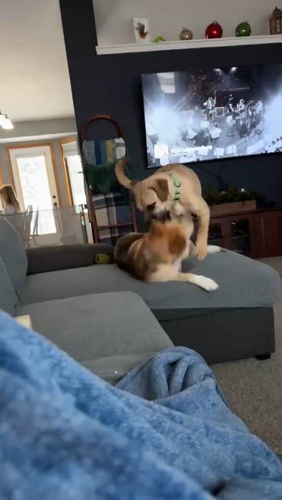 Enlarge Krossen, an adoption pending Mixed Breed in Sioux Falls, SD video 5/5