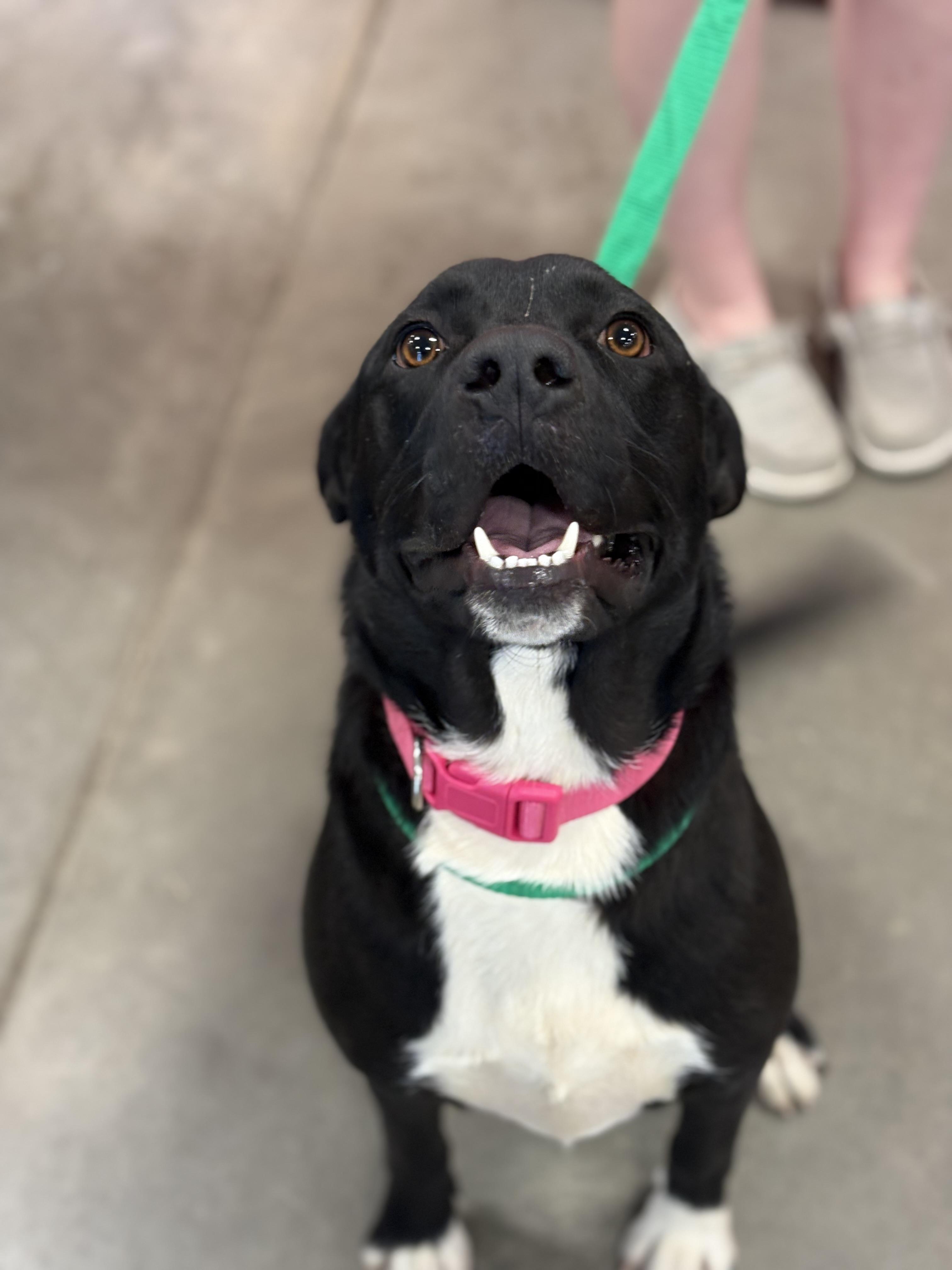 Bentley — thumbnail 2